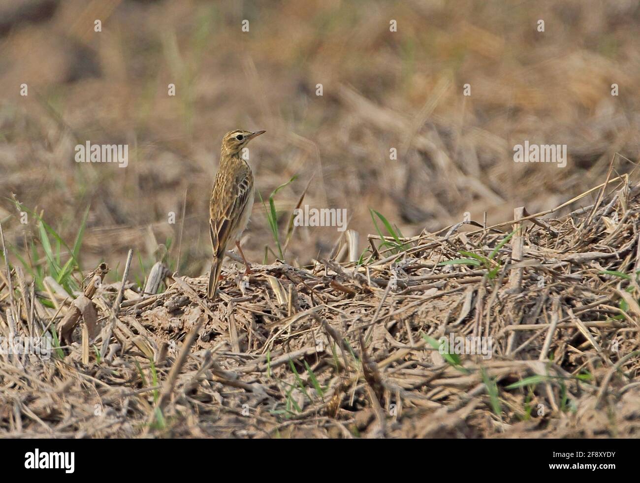 Paddyfield Pipit (Anthus rufulus malayensis) adult standing in dry rice paddy Ang Trapaeng Thmor, Cambodia          January Stock Photo