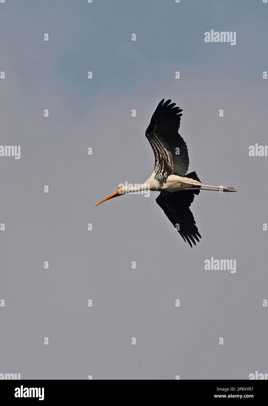 Painted Stork (Mycteria leucocephala) adult in flight Ang Trapaeng Thmor, Cambodia          January Stock Photo