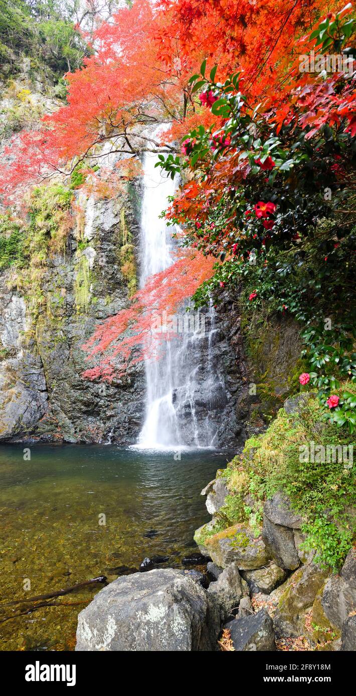 Waterfall and trees in autumn colors, Minoh Falls Pathway, Minoh Park, Osaka, Japan Stock Photo