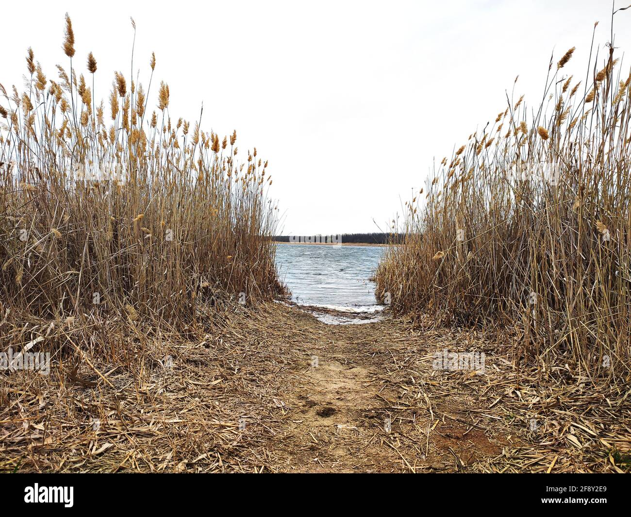 Dry reed at lake or pond, beautiful nature background Stock Photo - Alamy