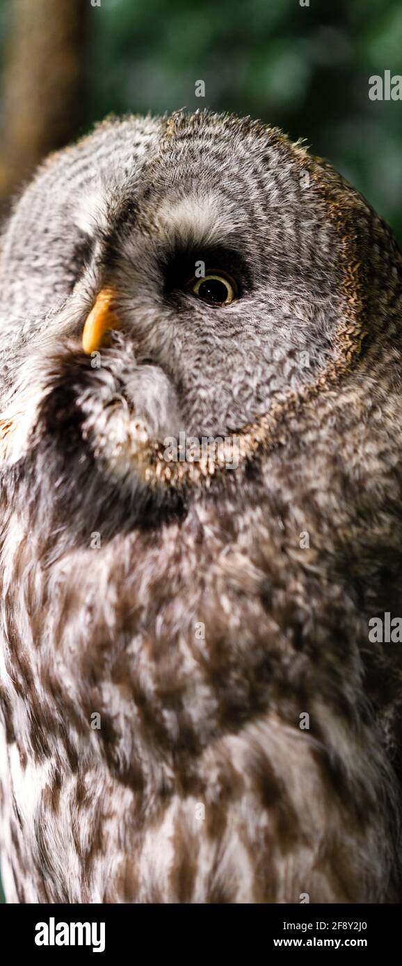 Close up of owl in Animal Cafe, Harajuku Area, Tokyo, Japan Stock Photo