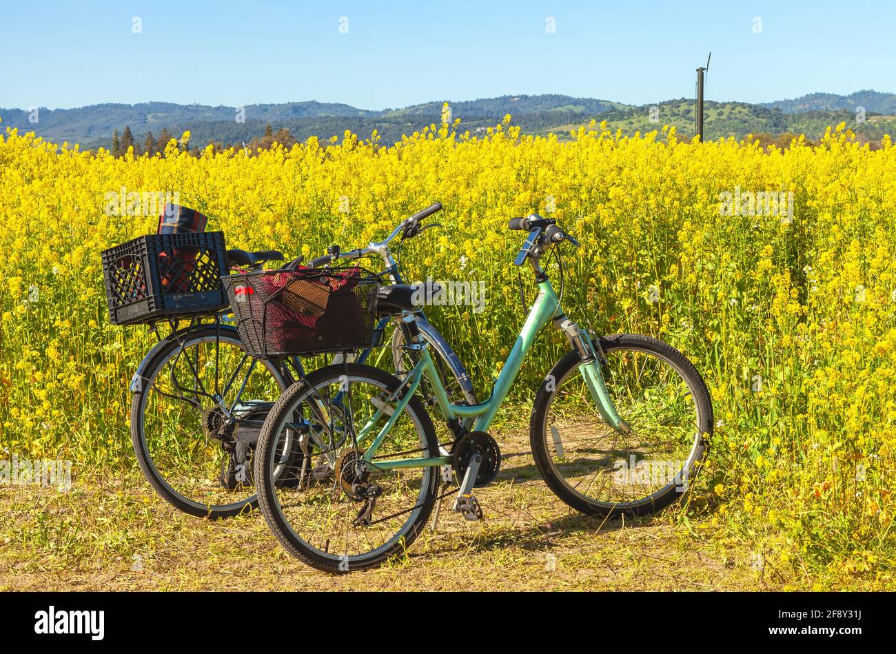 Two bicycle at the blooming field mustard flowers in early spring, Napa Valley, California, USA. Stock Photo
