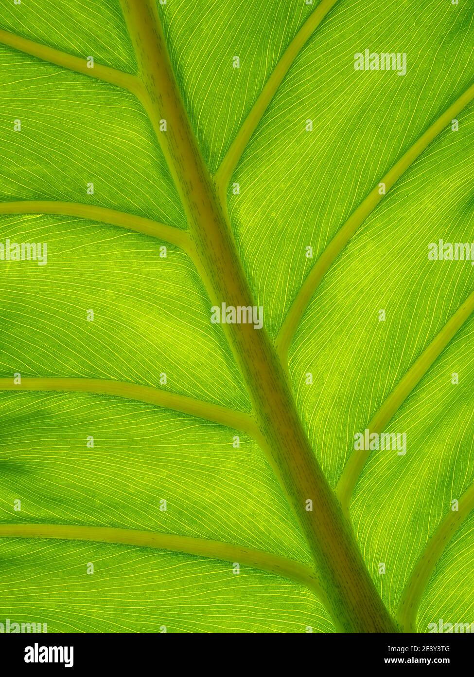 Close up of Split Leaf Philodendron Swiss cheese plant (Monstera deliciosa) Stock Photo