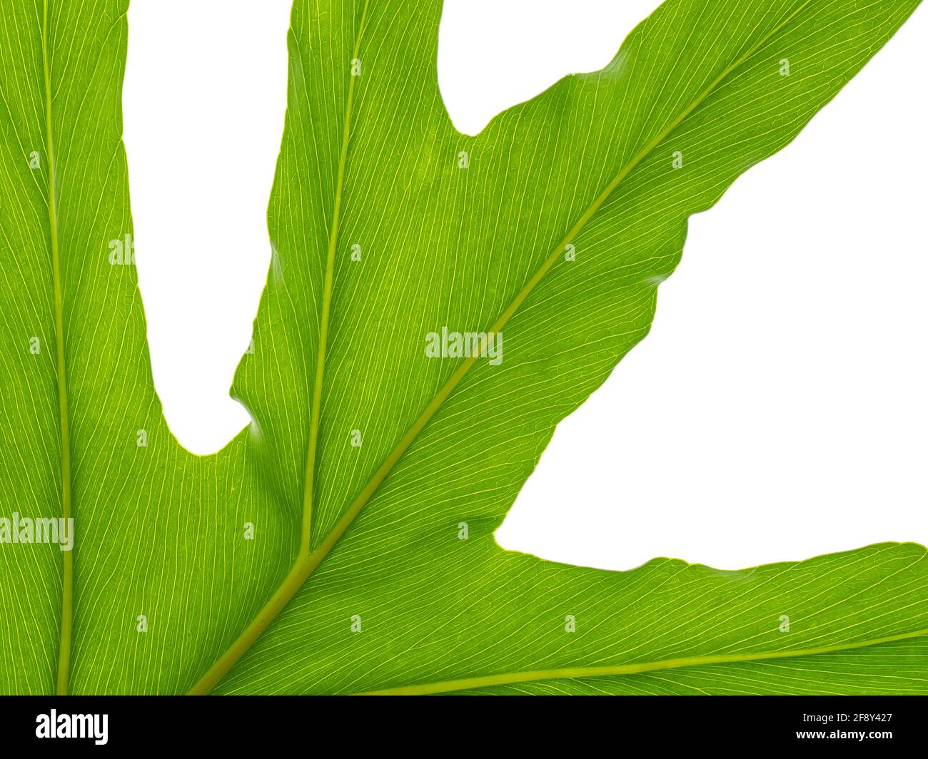 Close up of Split Leaf Philodendron Swiss cheese plant (Monstera deliciosa) against white background Stock Photo
