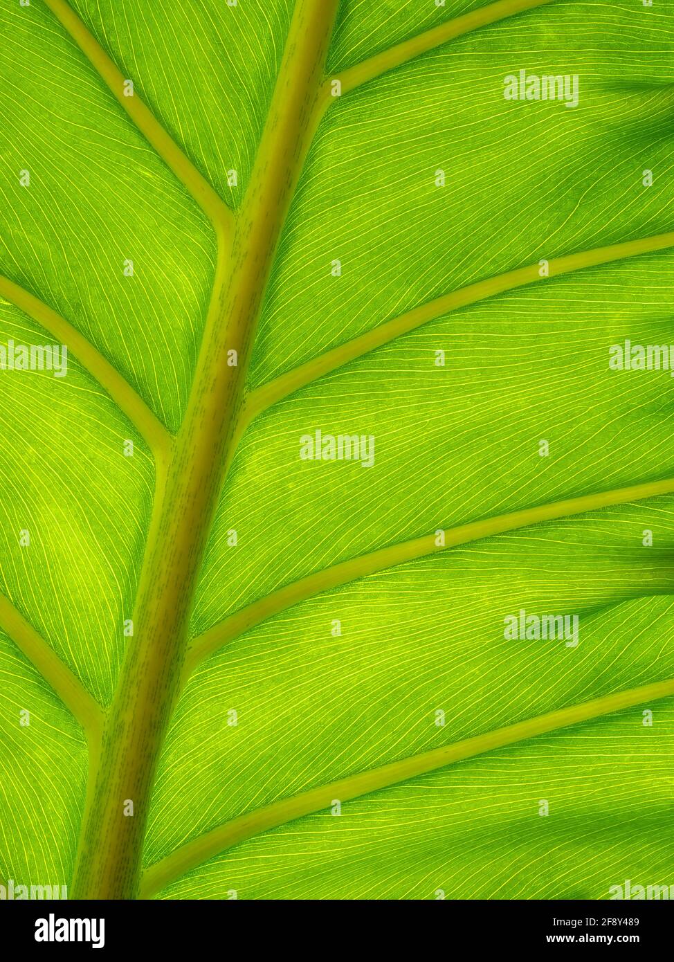 Close up of Split Leaf Philodendron Swiss cheese plant (Monstera deliciosa) Stock Photo