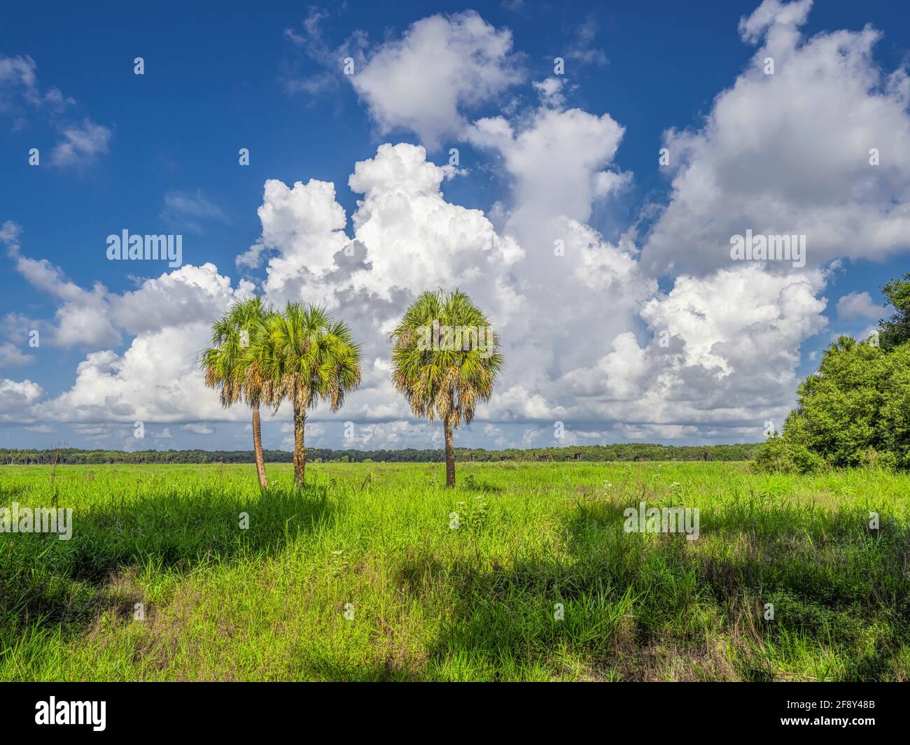 Summer landscape with cumulonimbus clouds over grassfield with palm trees, Myakka River State Park, Sarasota, Florida, USA Stock Photo