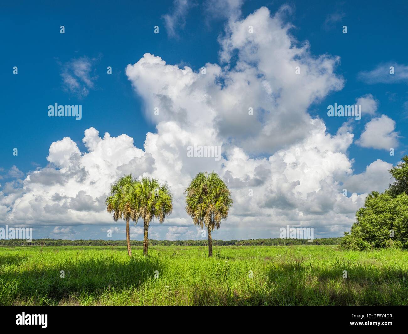 Summer landscape with cumulonimbus clouds over grassfield with palm trees, Myakka River State Park, Sarasota, Florida, USA Stock Photo