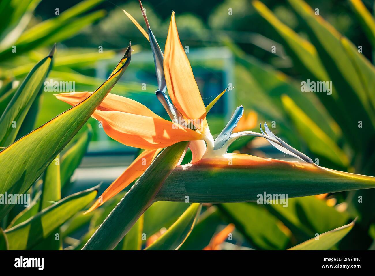 Strelitzia reginae, popularly called bird of paradise, is a herbaceous species native to South Africa. It is widely cultivated as an ornamental plant Stock Photo