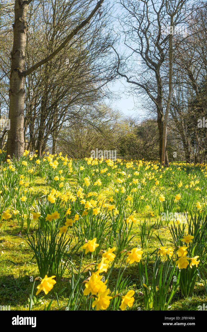 Daffodils in bloom at Durham University's  Botanic Garden, Durham city, Co. Durham, England, UK Stock Photo