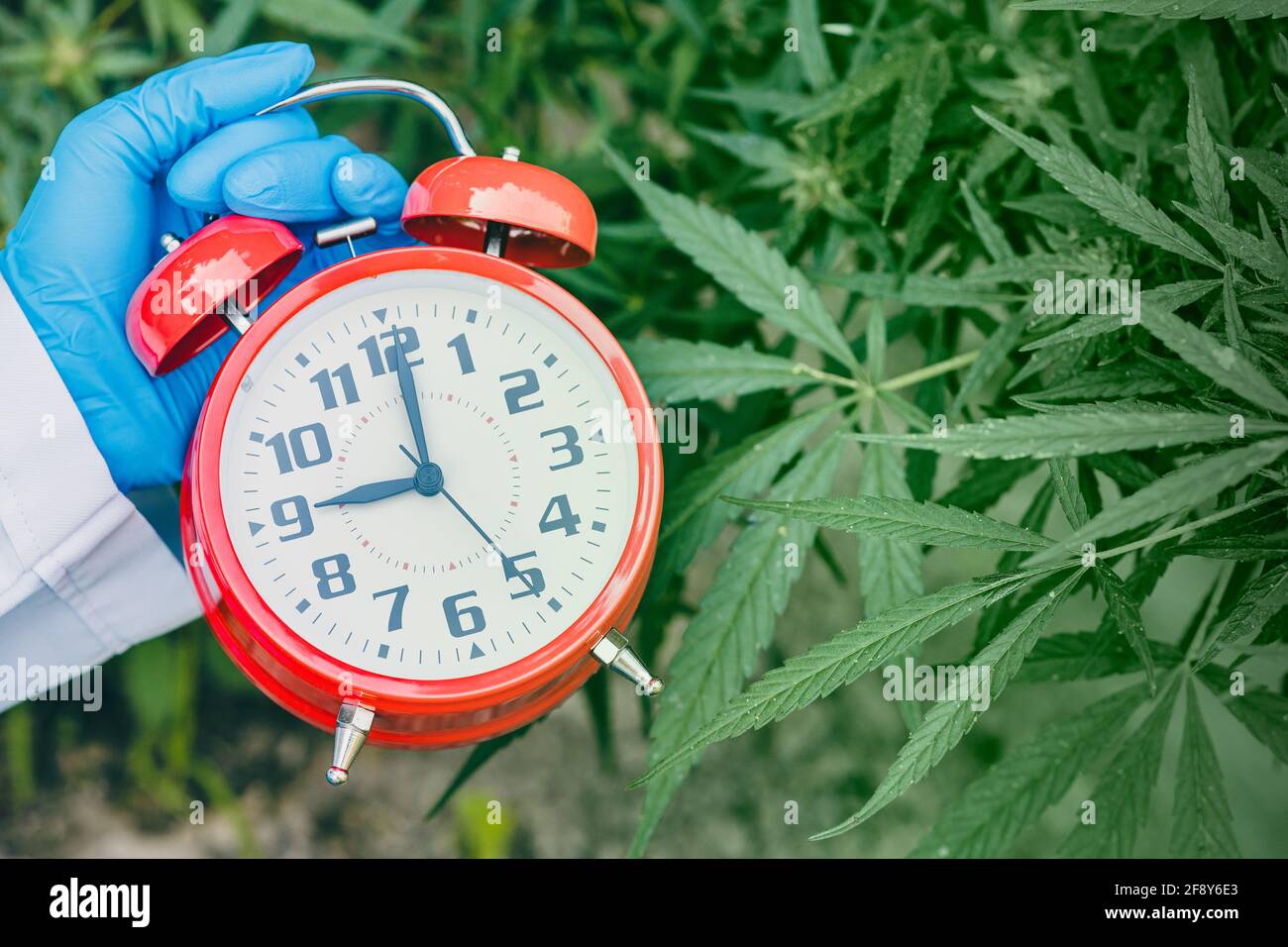 Times clock with Sativa Cannabis Marijuana plant leaves or Hemp for countdown to legalization medical herbal concept. Stock Photo