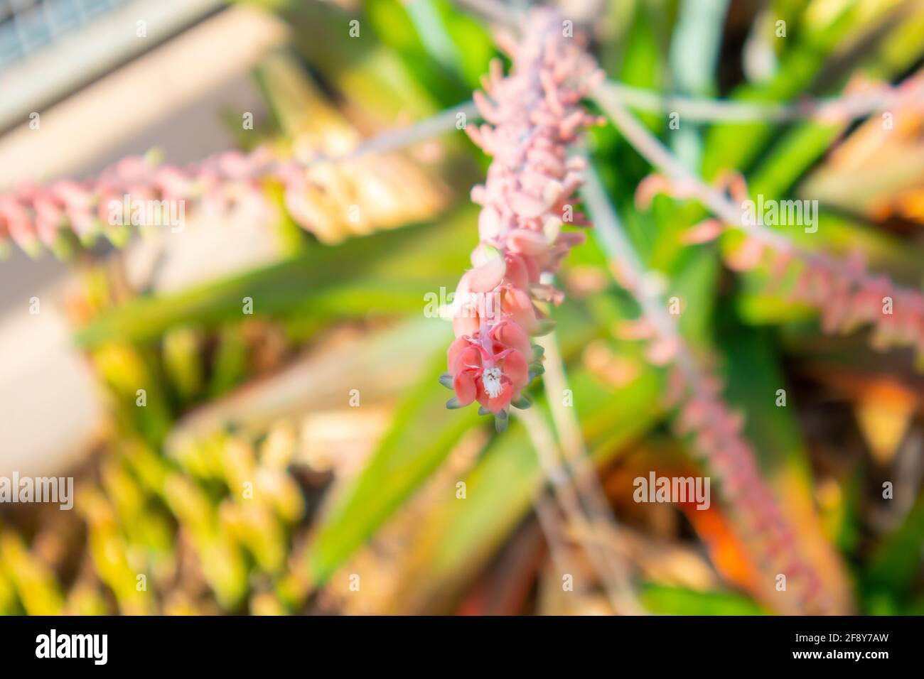 Stellenbosch University Botanical Garden, Cape Town, South Africa 0804