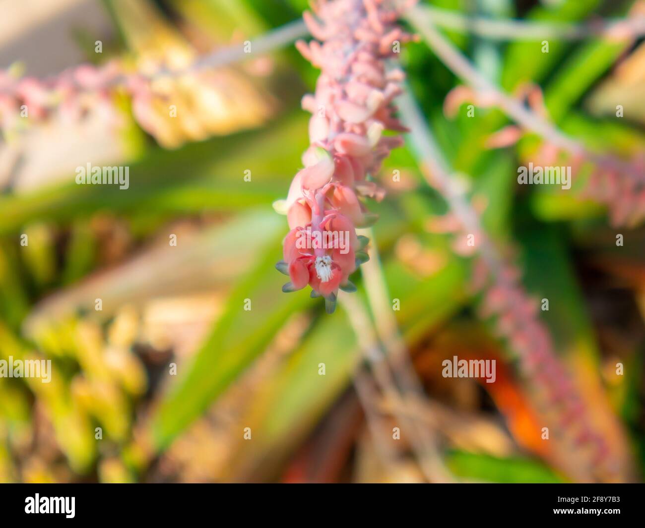 Stellenbosch University Botanical Garden, Cape Town, South Africa 0804