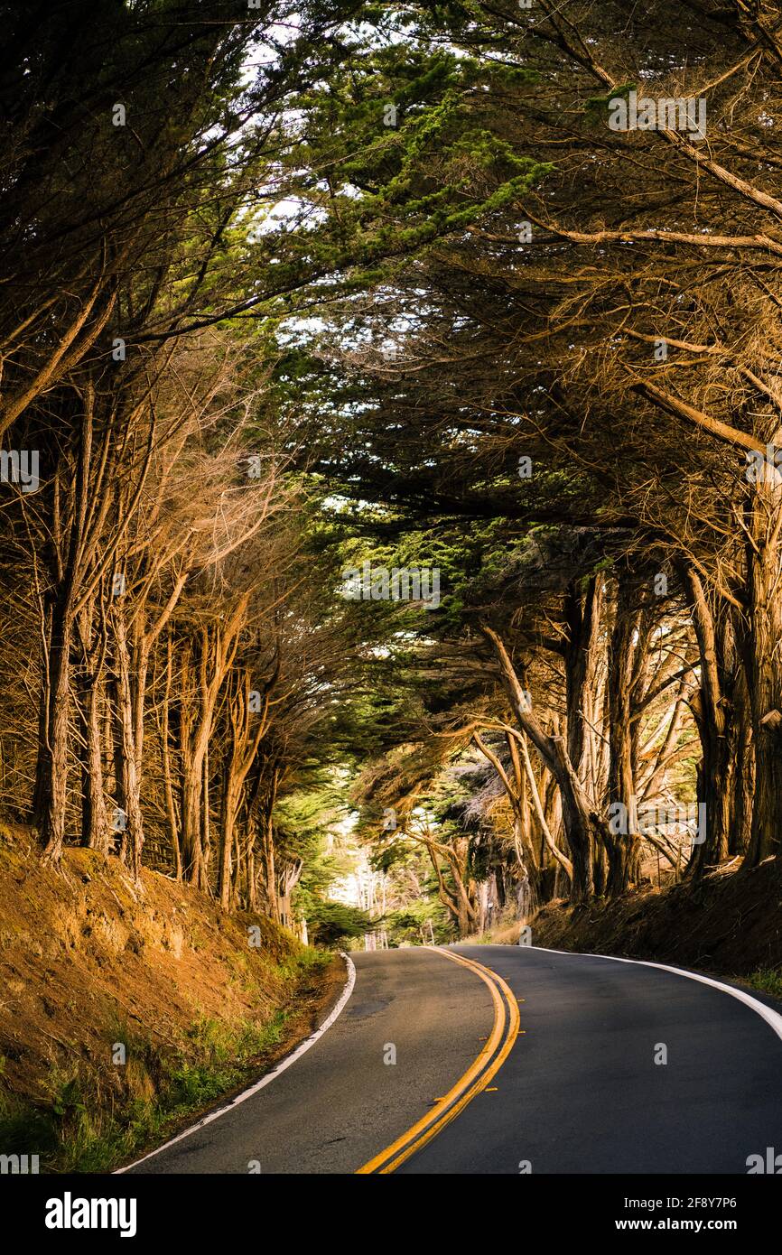 Trees and road, Fort Bragg, California, USA Stock Photo