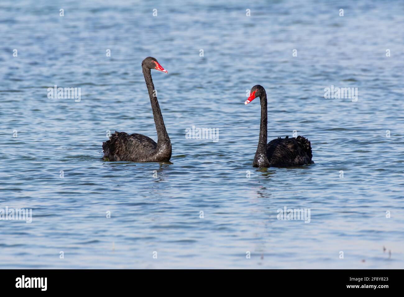 A pair of of introduced Black Swans (Cygnus atratus) swimming in Al Qudra Lake in Dubai, UAE. Stock Photo