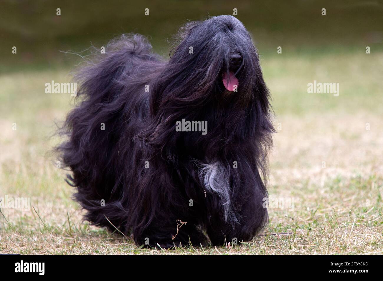 Black Tibetan Terrier Stock Photo