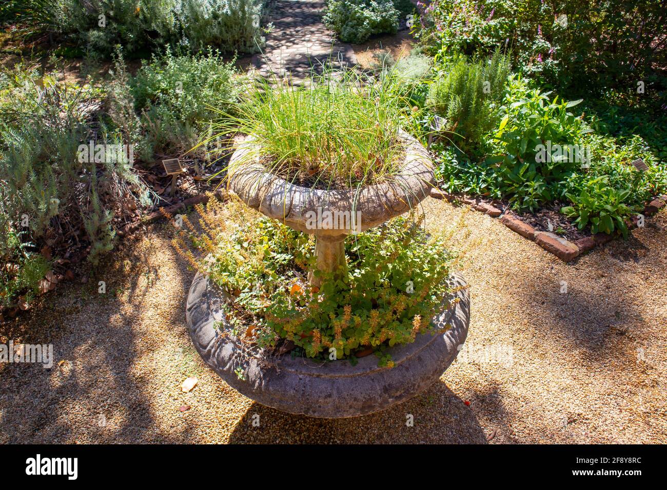 Stellenbosch University Botanical Garden, Cape Town, South Africa 0804