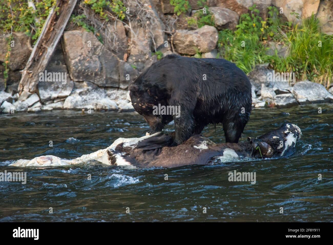 A wet black grizzly bear on top of an American Bison / buffalo carcass in the Yellowstone River in Yellowstone National Park, USA Stock Photo