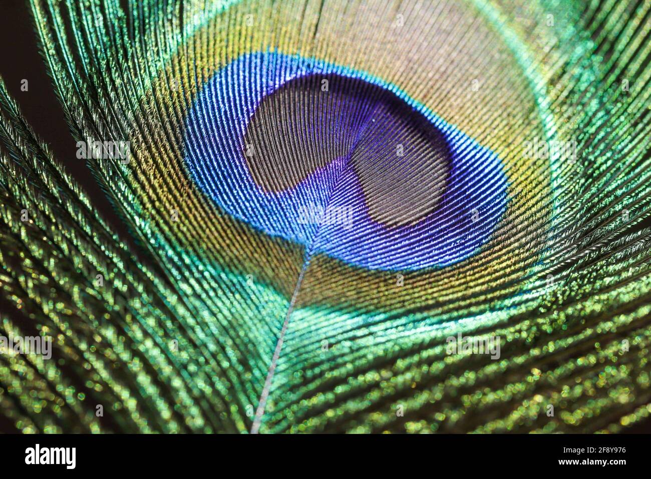 Closeup shot of a peacock feather with beautiful textures Stock Photo ...