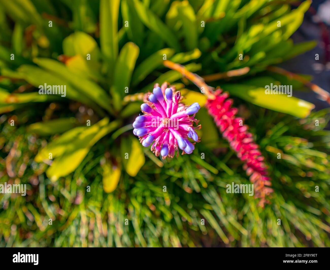 Stellenbosch University Botanical Garden, Cape Town, South Africa 08-04-2021 Pretty pink and purple alien plant. Stock Photo