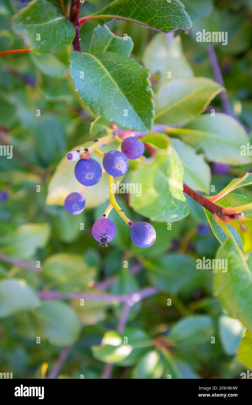 Stellenbosch University Botanical Garden, Cape Town, South Africa 0804