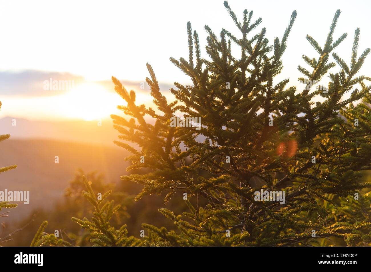 Pine tree flare hi-res stock photography and images - Alamy