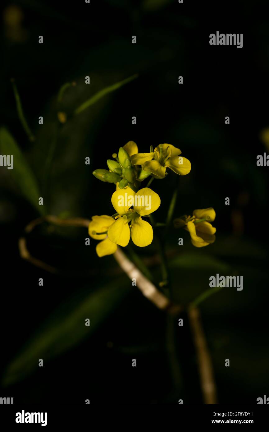 Mustard Flowers, Wai, Maharashtra, India Stock Photo Alamy
