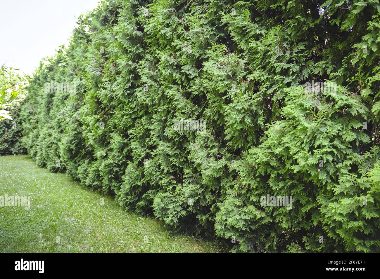 Green leaf properties hires stock photography and images Alamy