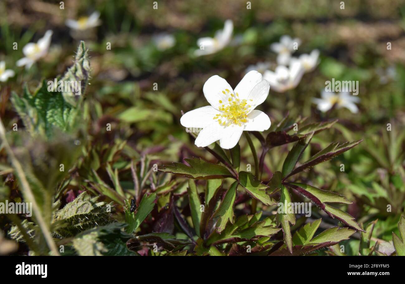 Close up of white Anemone Asherah (Wood anemone) flowers growing in the forest. View of magic blooming spring flowers growing in wildlife. Stock Photo