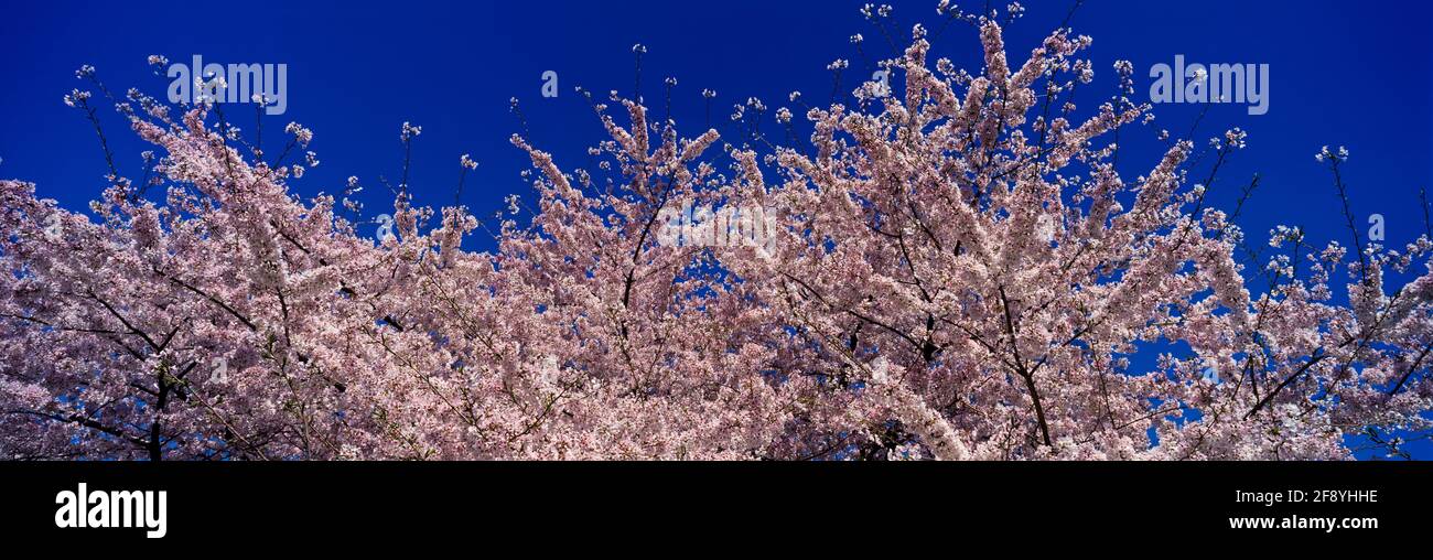 Pink cherry blossoms against clear blue sky Stock Photo