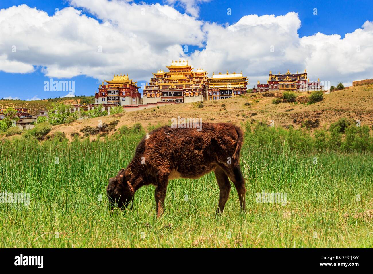 A cow is forging in front of the Ganden Sumtseling Monastery (Sungtseling) in Yunnan, China. Stock Photo