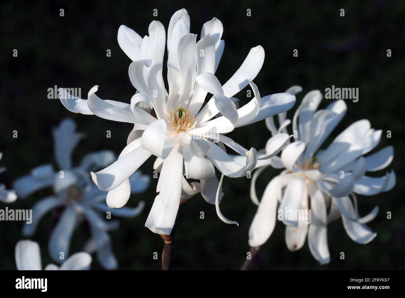 star magnolia, Stern-Magnolie, Magnolia stellata, csillagvirágú liliomfa, Budapest, Hungary, Magyarország, Europe Stock Photo