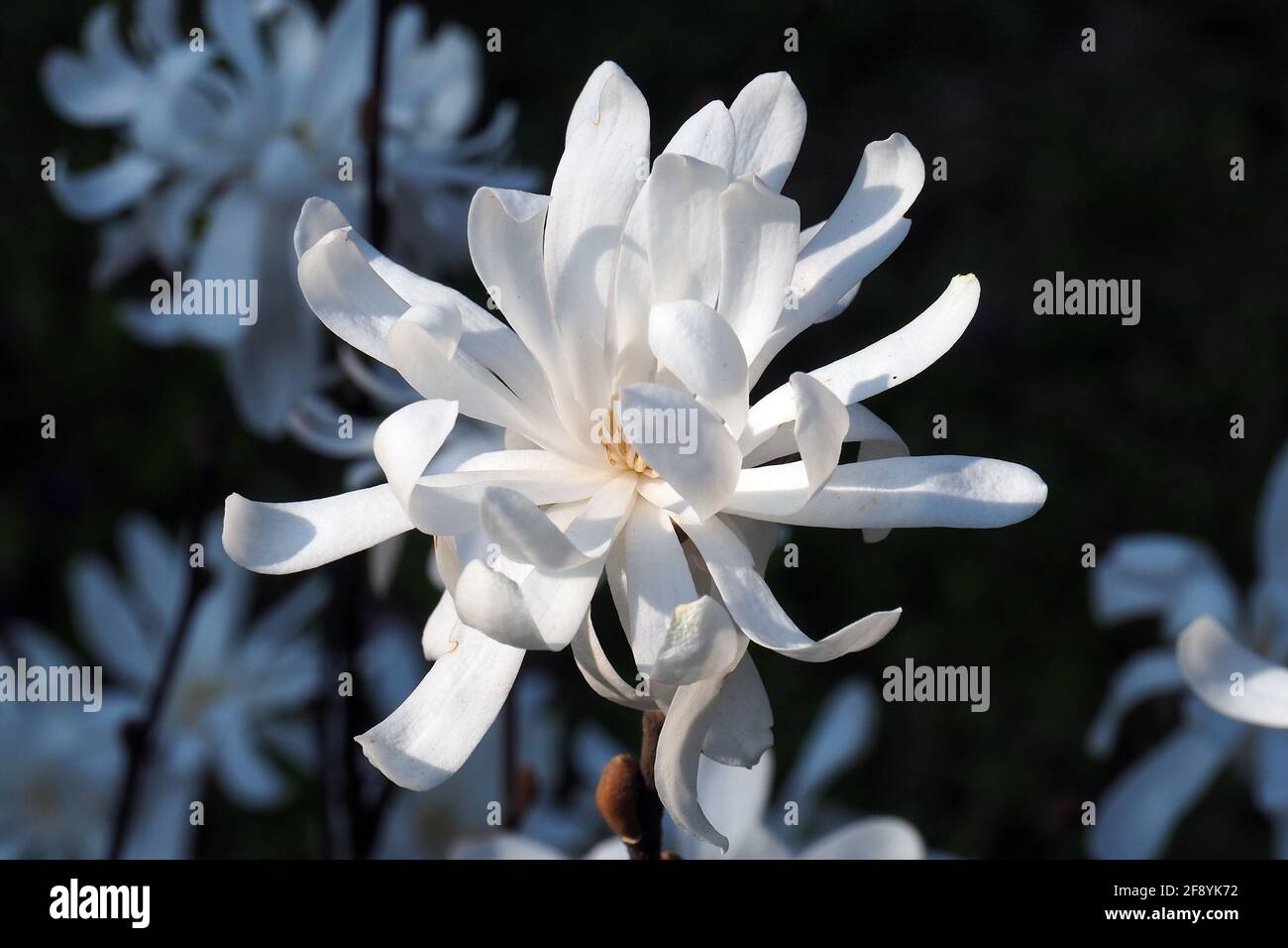 star magnolia, Stern-Magnolie, Magnolia stellata, csillagvirágú liliomfa, Budapest, Hungary, Magyarország, Europe Stock Photo