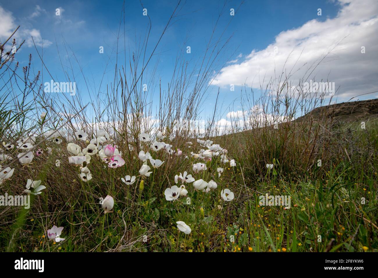 Blooming Poppy anemone flowers in spring. Springtime landscape Stock Photo