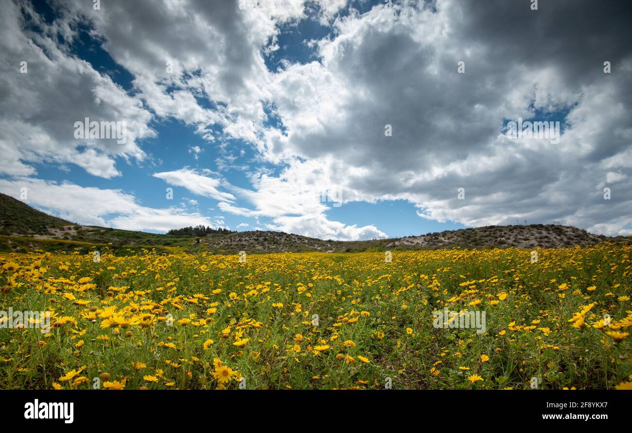Field with yellow wild marguerite daisy flowers in spring. Springtime landscape Stock Photo