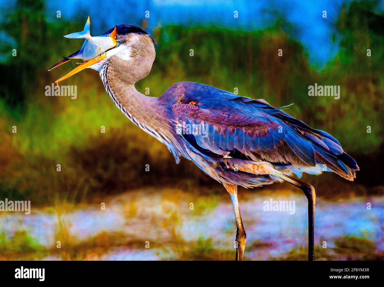 Great Blue Heron (Ardea herodias) gulping a fish, Florida, USA Stock Photo