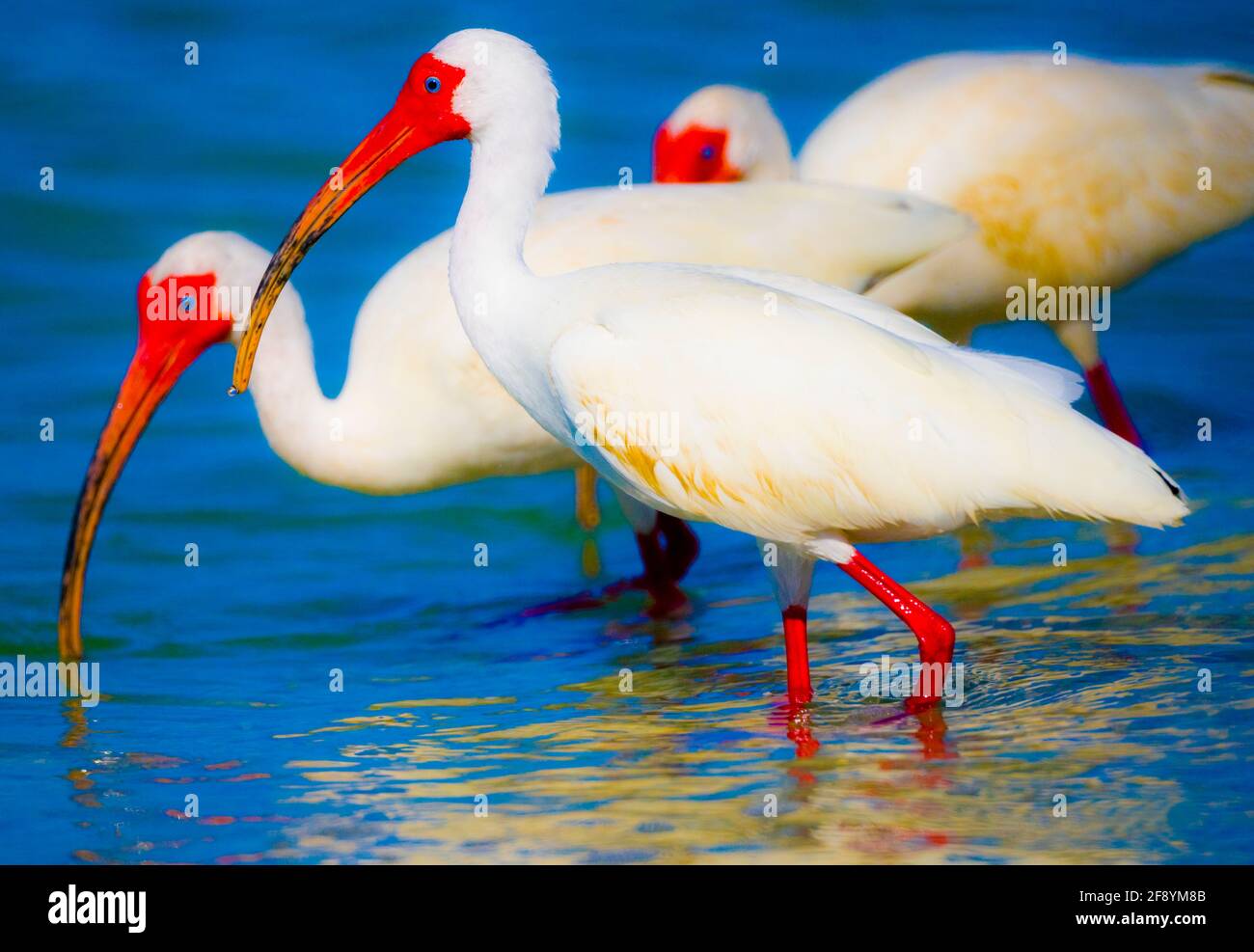 American white ibis (Eudocimus albus) birds in water, Bonita Springs, Florida, USA Stock Photo