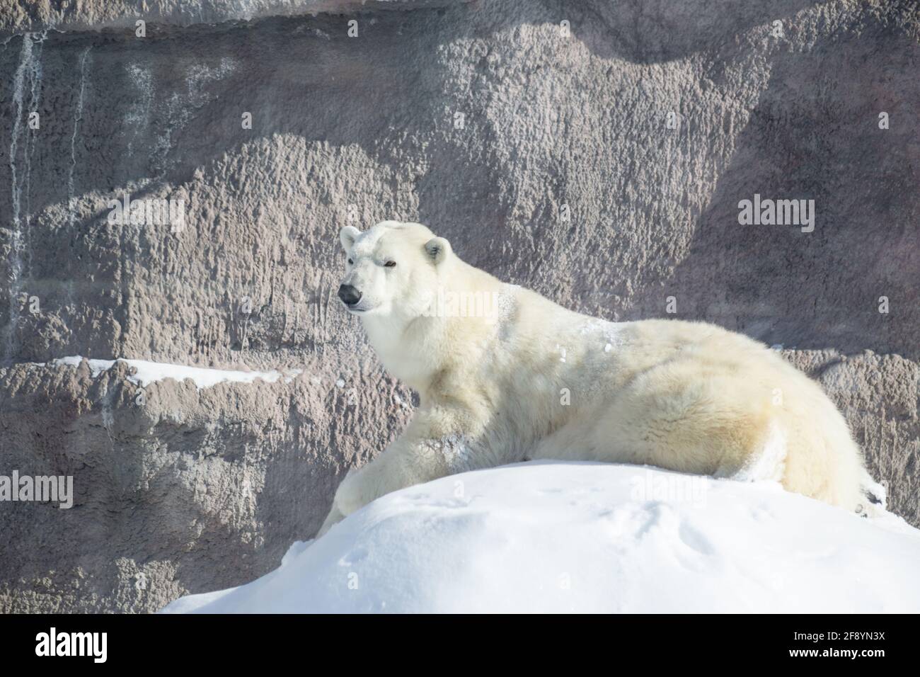 Big polar bear is lying on the white snow. Ursus maritimus or Thalarctos Maritimus. Animals in wildlife. Stock Photo