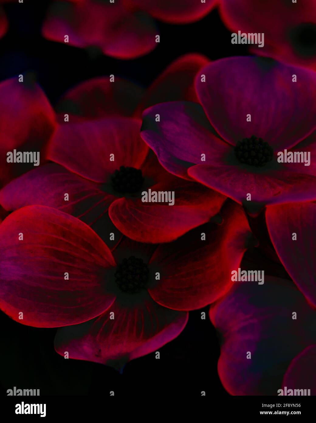 Distorted flowers, dark red with black Stock Photo