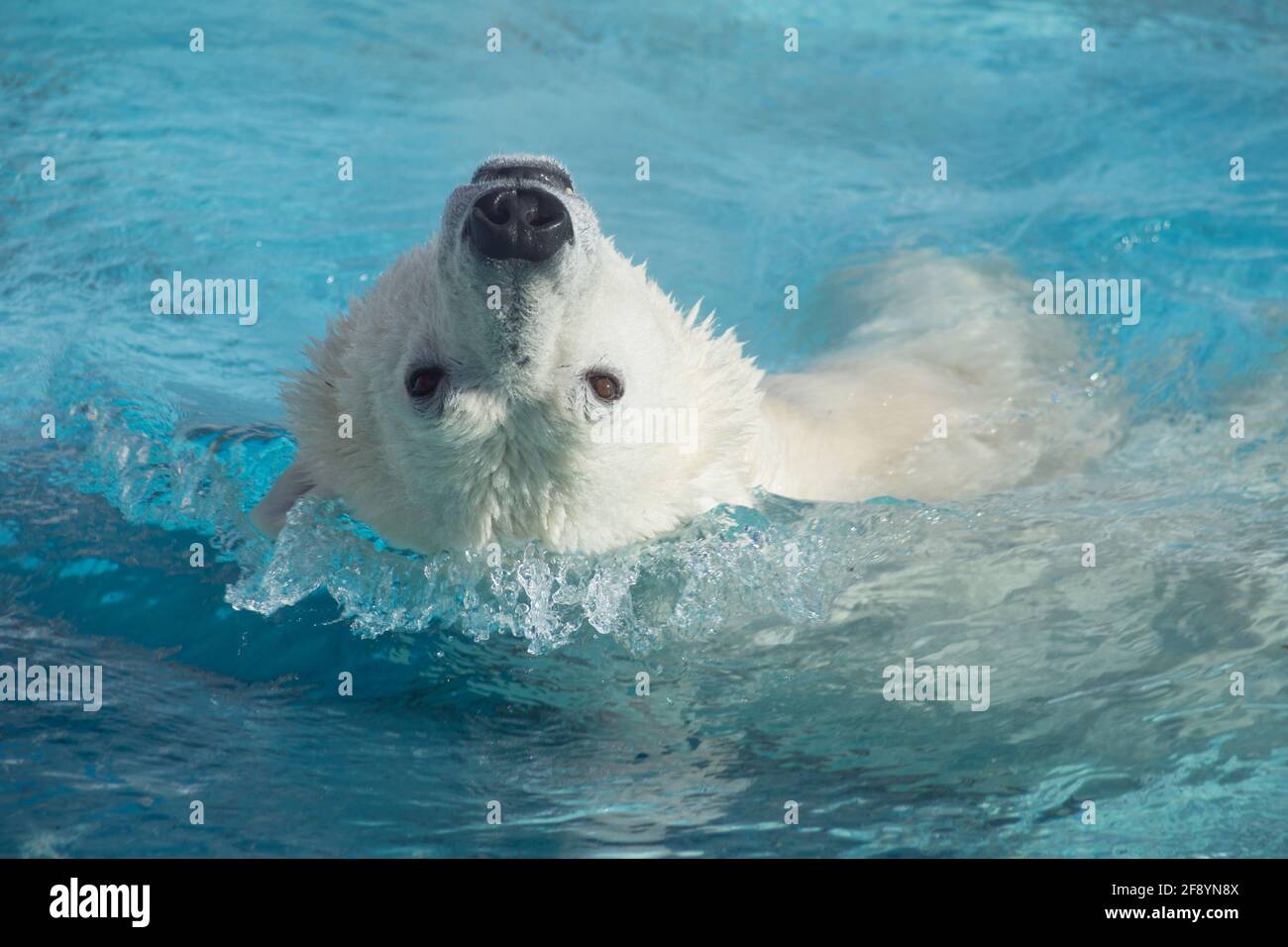 Big polar bear is swimming on a back in the water. Head close up. Ursus maritimus or Thalarctos Maritimus. Animals in wildlife. Stock Photo