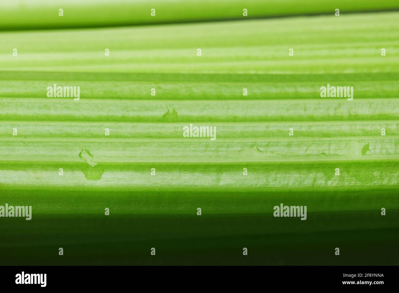 Green stalks of celery closeup in full screen. Macro, background Stock