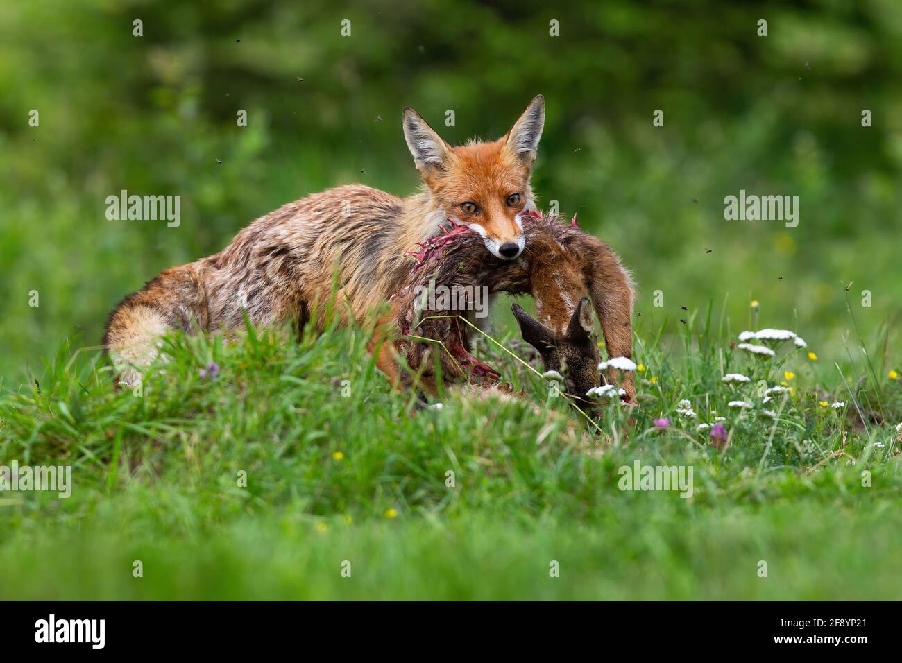 Do foxes eat deer online