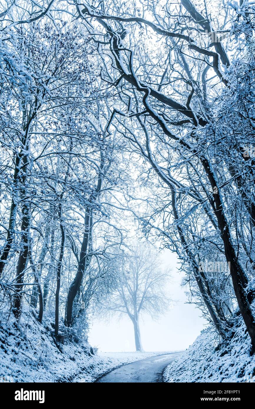 Snow covered road lined with trees, winter landscape, vertical Stock Photo  - Alamy, image size:866x1390