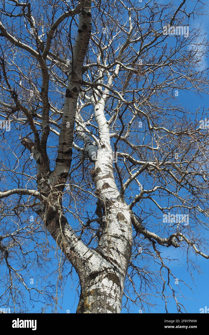 Silver Poplar Tree