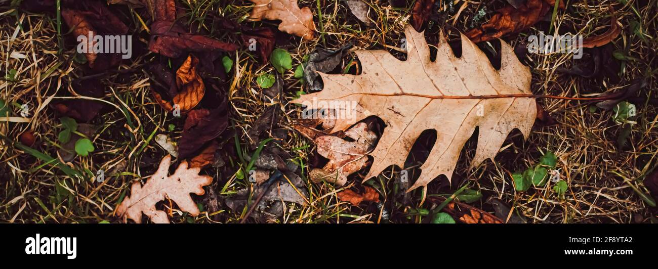 Dry leaves on the ground in autumn, cold weather and fall season Stock ...