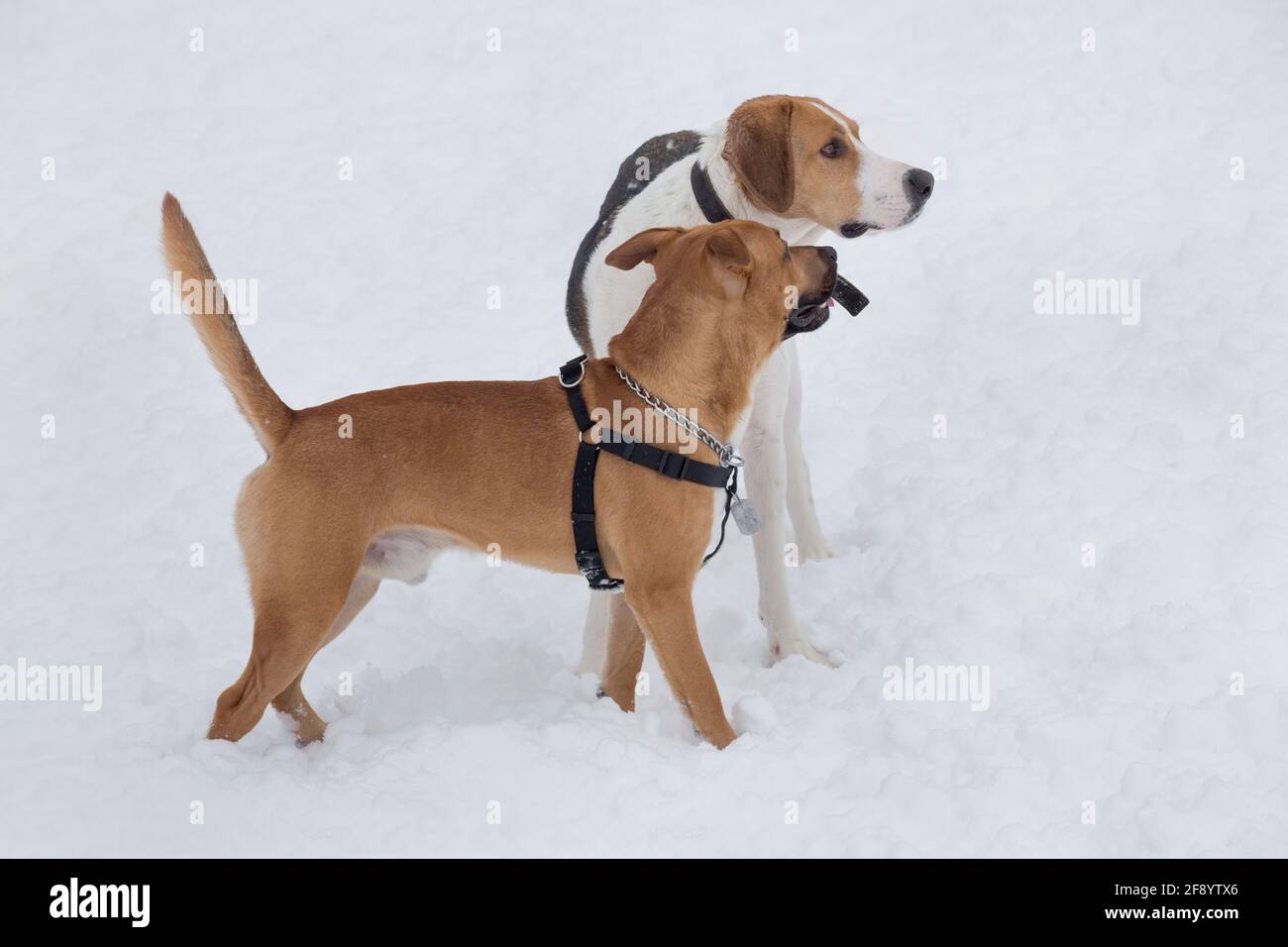 https www alamy com cute american pit bull terrier puppy and russian hound are standing on a white snow in the winter park pet animals purebred dog image418578334 html