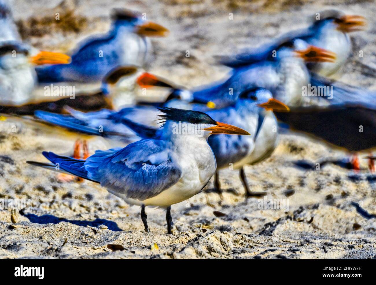 Close-up of group of terns, Lovers Key beach, Fort Myers, Florida, USA Stock Photo