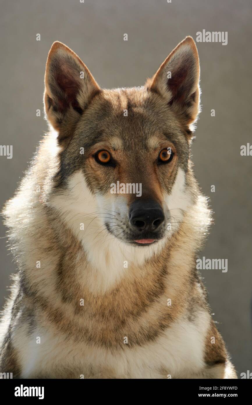 View of Czechoslovakian Wolfdog High Resolution Stock Photography and Images ...