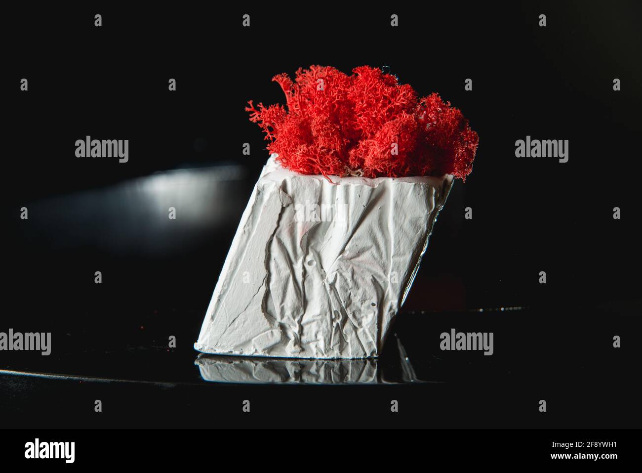 claret moss in a white concrete pot Stock Photo