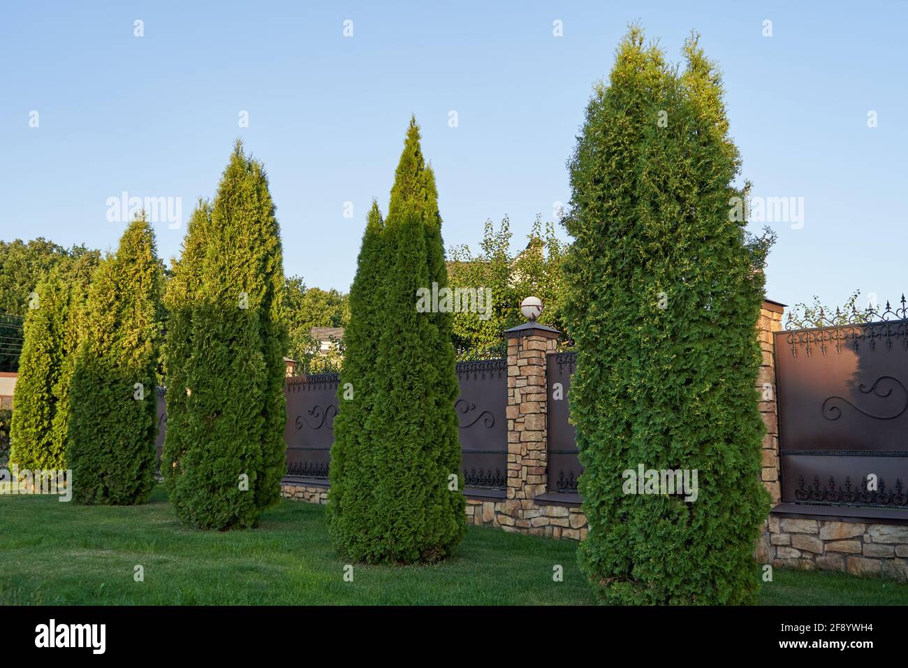 Tall thuja trees grow near the fence of a private house Stock Photo