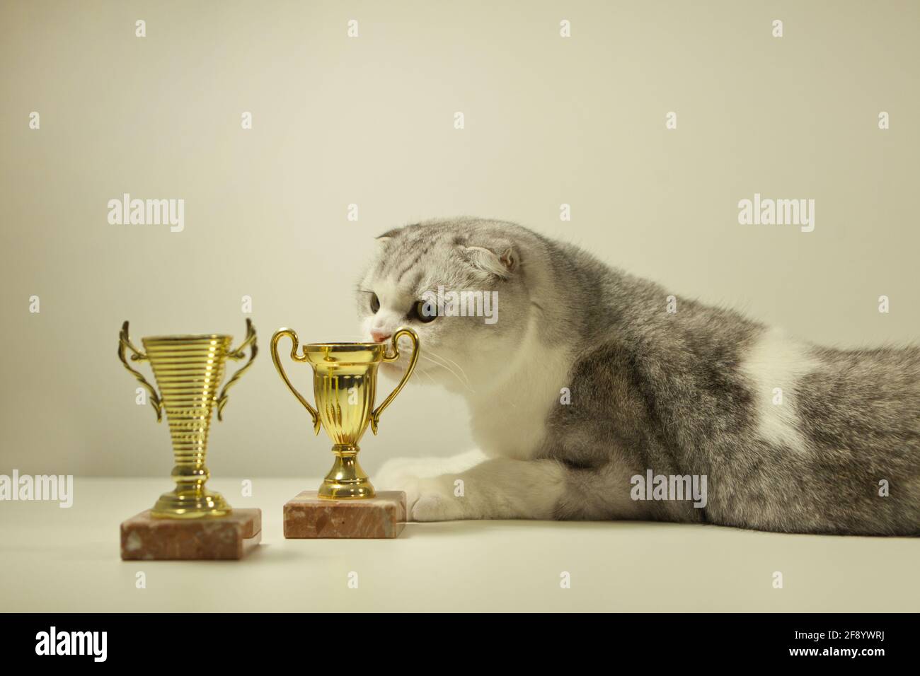 Scottish fold cat with his award or trophy. Champion Cat lying on the Table with His Trophy. cat's show Stock Photo